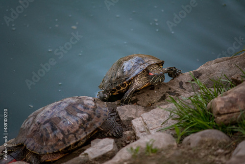 Sleeping turtles on the stones at the zoo