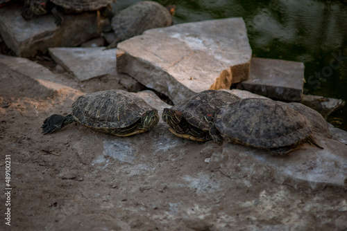 Sleeping turtles on the stones at the zoo