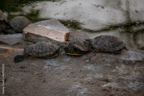 Sleeping turtles on the stones at the zoo