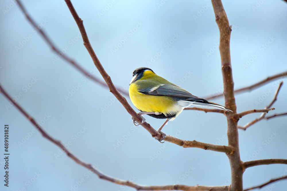 Yellow wild tit bird perching on tree branch on cold winter day Yellow wild tit bird perching on tree branch on cold winter day