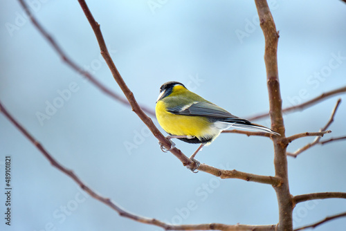 Yellow wild tit bird perching on tree branch on cold winter day
