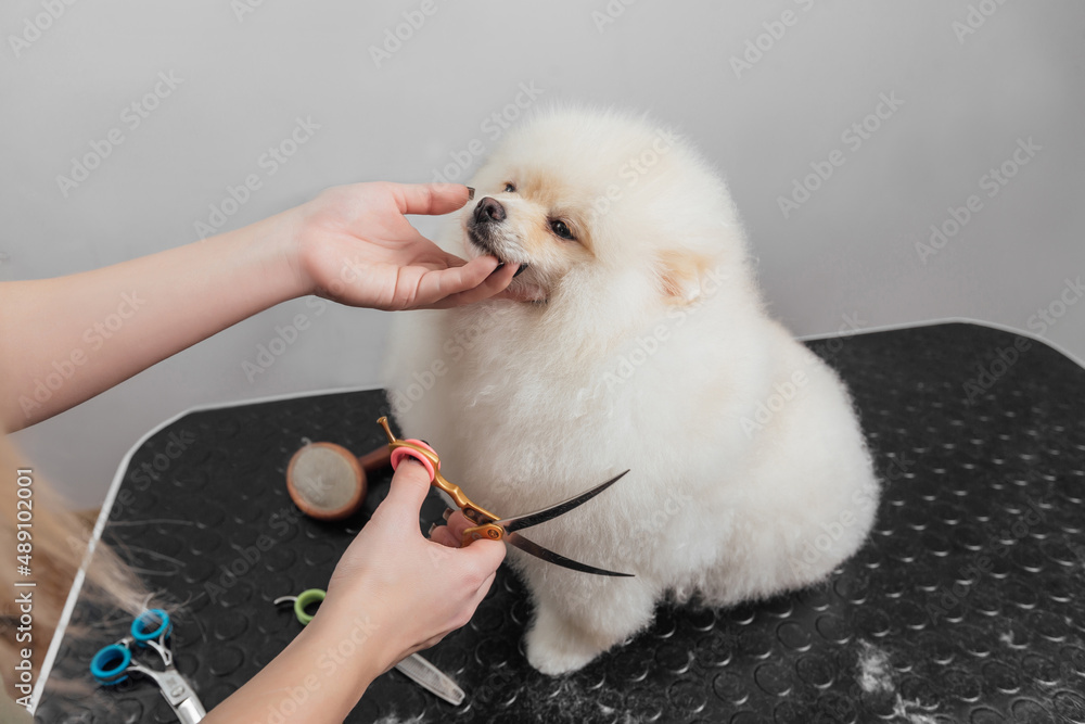 Female is grooming and trimming pomeranian spitz in salon Female is grooming and trimming pomeranian spitz in salon