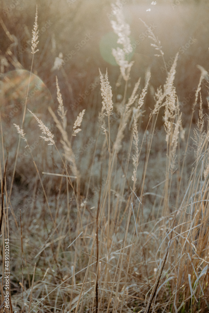 gras feld licht sonne abendsonne stimmung gras feld licht sonne abendsonne stimmung