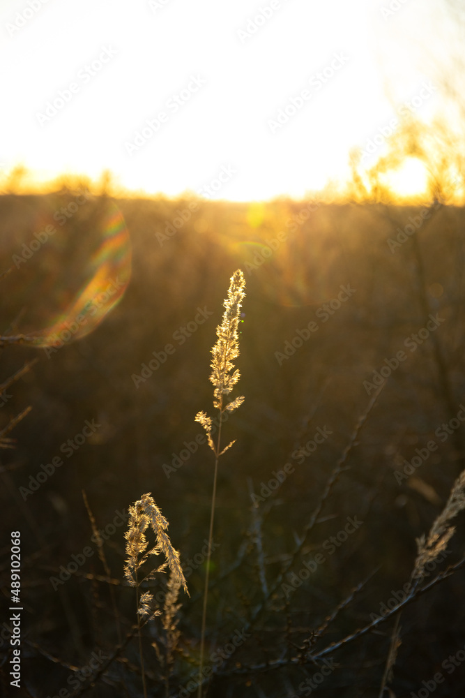 gras feld licht sonne abendsonne stimmung gras feld licht sonne abendsonne stimmung