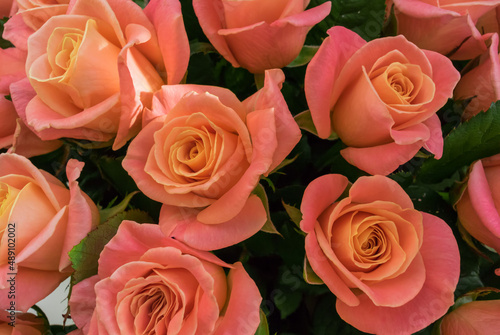 Closeup photo of pastel colored rose buds with pink colored petals and green leaves