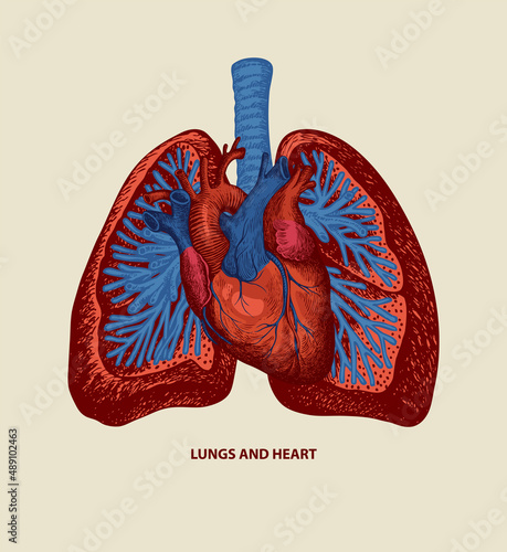 Detailed drawing of human lungs and heart in red and blue colors on an old paper background. Vector medical poster. Hand-drawn anatomical illustration of internal organs. Creative T-shirt design