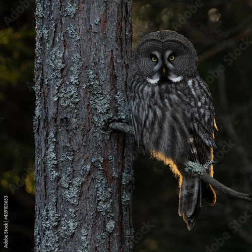  Backlit Great grey owl (strix nebulosa) perched on a tree branch in a dark forest. The owl is staring into the camera.