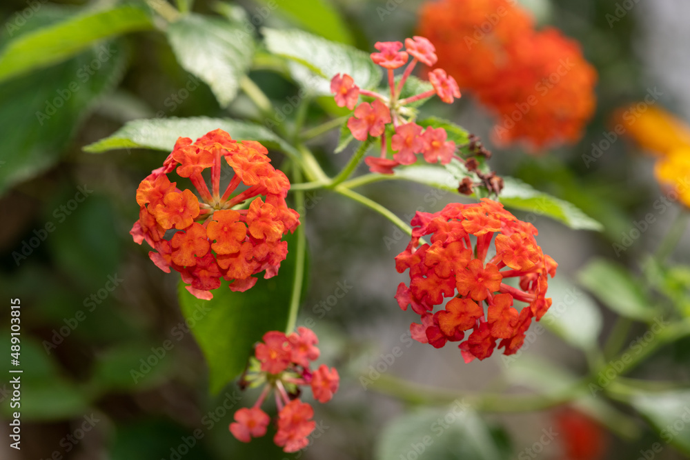 Common lantana (lantana camara) flowers in bloom Common lantana (lantana camara) flowers in bloom