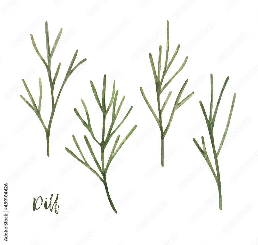 Obraz premium Watercolor dill. hand drawn illustration. spice isolated on white. Clipart object.