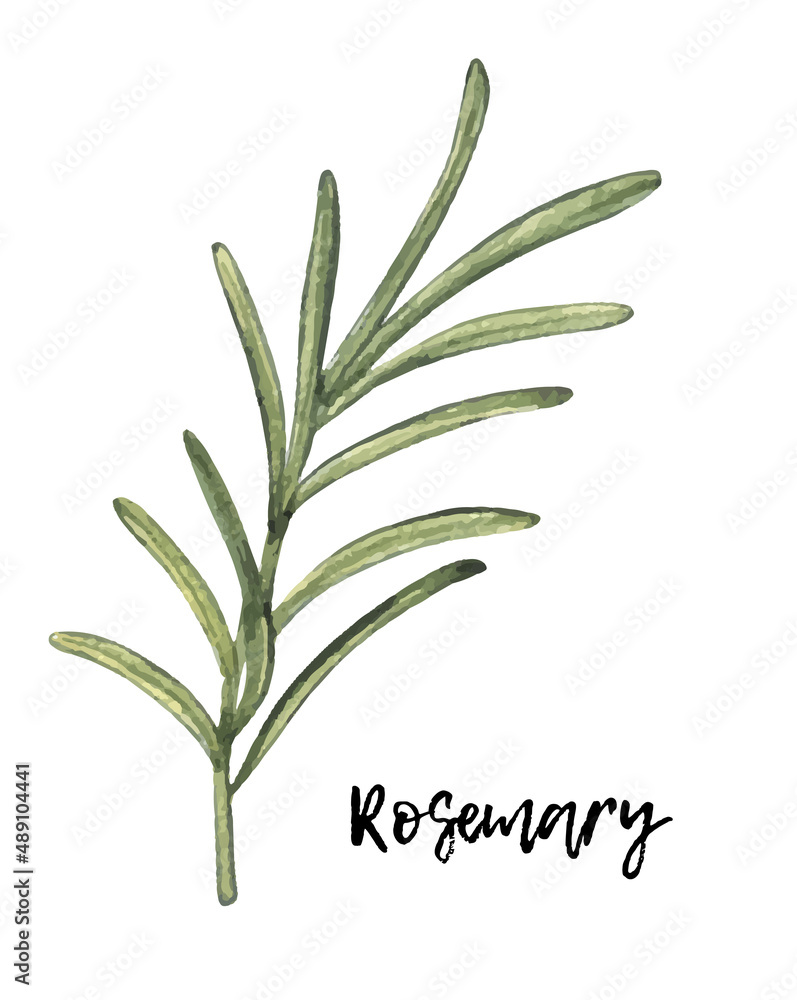 Fototapeta premium Watercolor rosemary. hand drawn illustration. spice isolated on white. Clipart object.