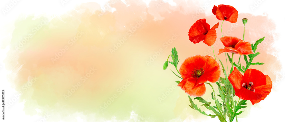 Red field flowers of poppies isolated on pastel watercolor background, wildflowers poppy. Horizontal banner with copy space. Place for a text. Spring or summer greating card. Photo collage Red field flowers of poppies isolated on pastel watercolor background, wildflowers poppy. Horizontal banner with copy space. Place for a text. Spring or summer greating card. Photo collage