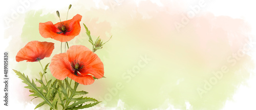 Fototapeta Naklejka Na Ścianę i Meble -  Red field flowers of poppies isolated on pastel watercolor background, wildflowers poppy. Horizontal banner with copy space. Place for a text. Spring or summer greating card. Photo collage