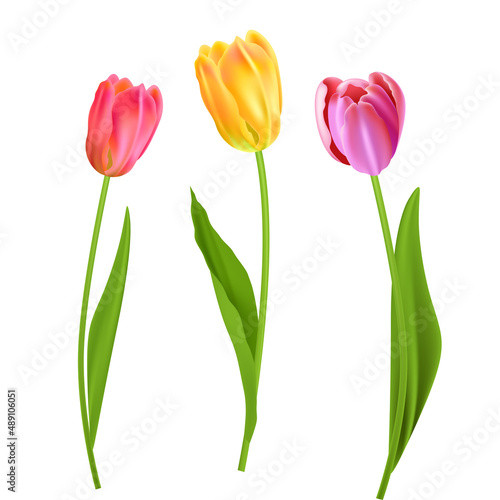Tulips nature isolated