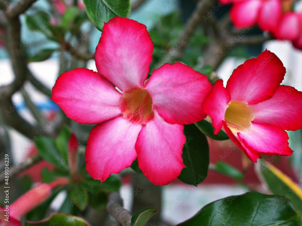 Pink flower desert rose Adenium obesum ,mock azalea ,impala lily ,sabi star ,arabicum ,Apocynaceae flowering plant blooming in garden pretty tropical Africa ,succulent plant with sunlight ,macro image