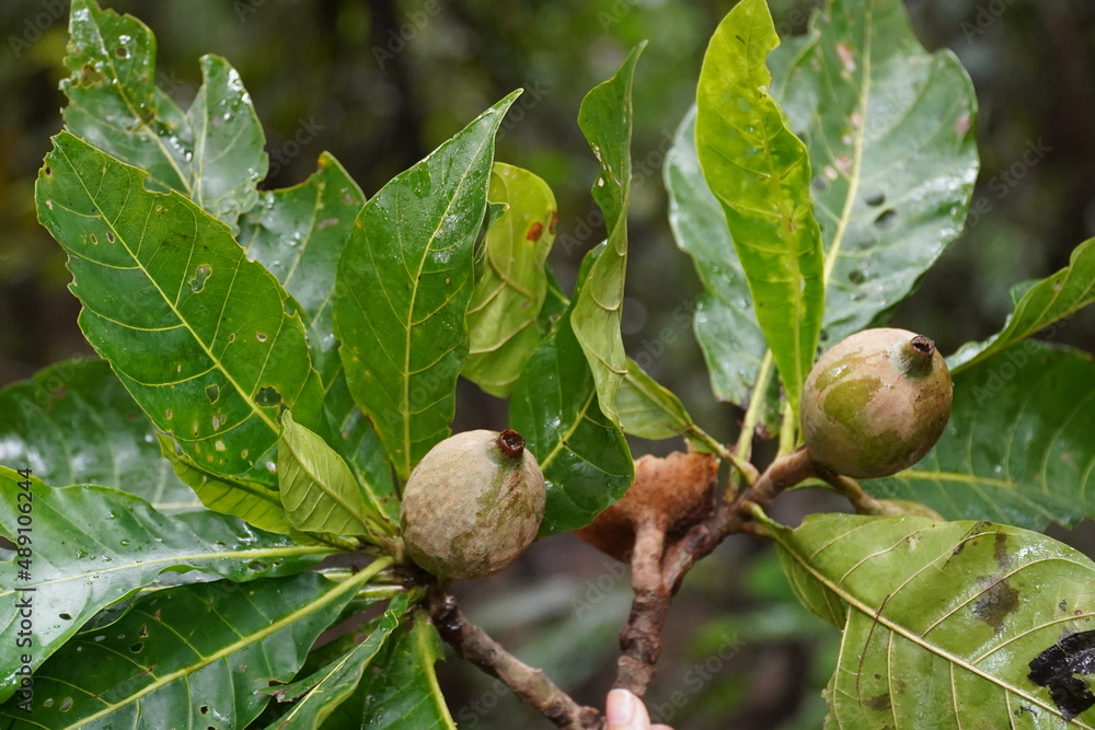 Jenipapo fruits, still unripe and green, used for dye, traditional body and face paint. Amazonas rainforest near Iranduba, Amazon state, Brazil.