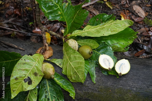 Jenipapo fruits, still unripe and green, used for dye, traditional body and face paint. Amazonas rainforest near Iranduba, Amazon state, Brazil. photo