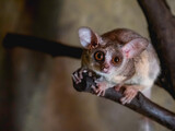 Senegal bushbaby or Galago senegalensis. Small primate also known as Senegal galago, lesser galago or lesser bush baby.