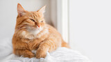 Calm ginger cat has a rest on window sill. Fluffy pet has a nap in comfort. Horizontal banner with copy space.