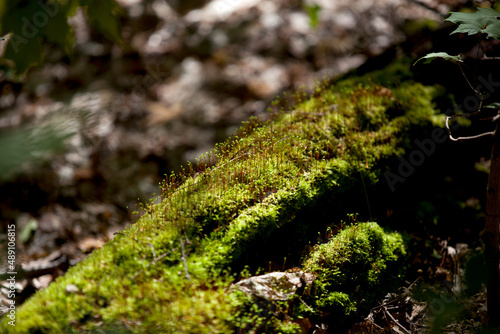 Mossy growth on the forest floor in an Ontario forest.