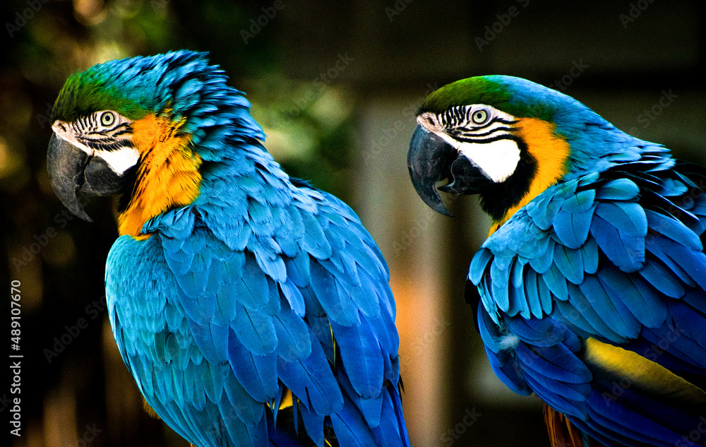 Obraz premium blue and yellow macaw ara
