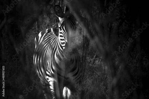 zebra