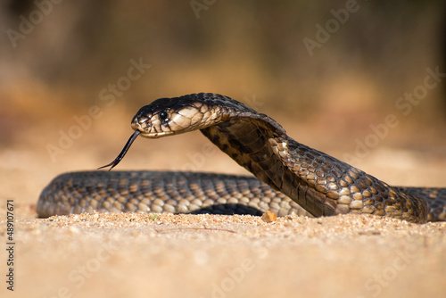 Obraz w ramie snake in the sand