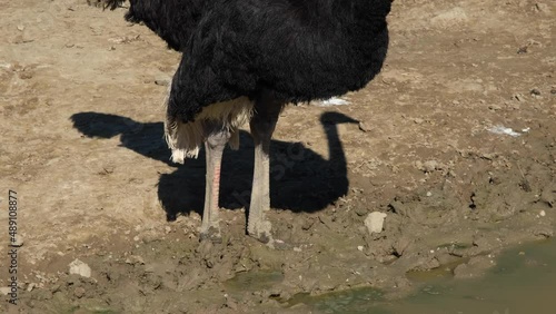 Ostrich drinking water. Struthio camelus drinking water.