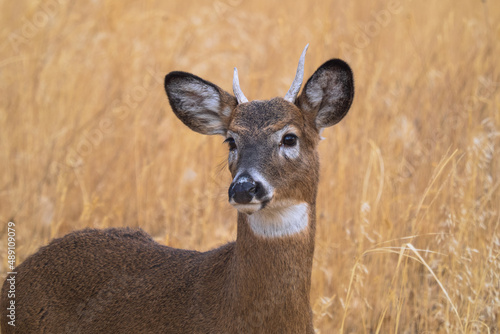 young whitetail deer buck in the grass