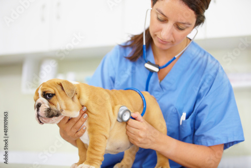 Fototapeta Naklejka Na Ścianę i Meble -  He couldnt be healthier. Shot of a young vet listening to a bulldog puppy heartbeat.
