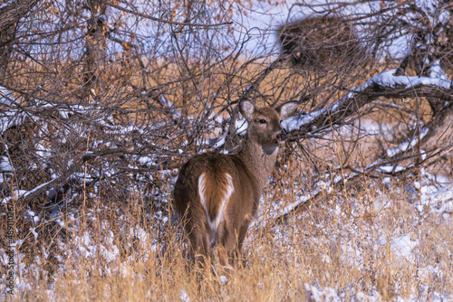whitetail doe deer in snow and grass