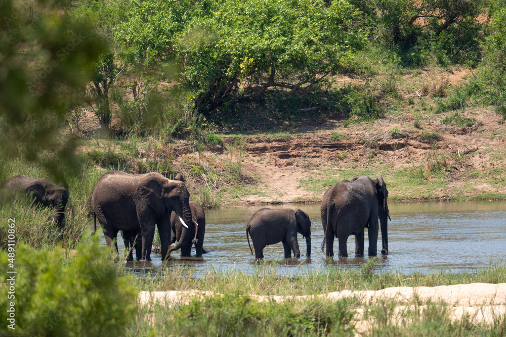 Aftican elephants in Kruger Aftican elephants in Kruger