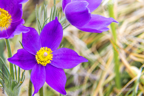 purple spring flower Passover blossomed in the middle of the meadow photo