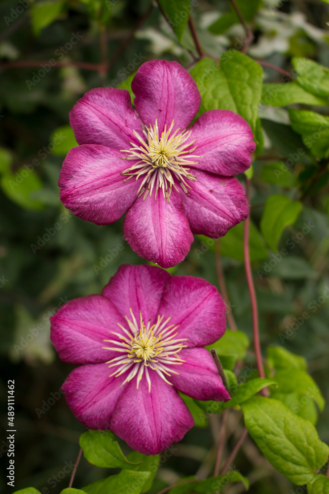 Pinke Blüten Pinke Blüten