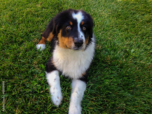 bernese mountain dog