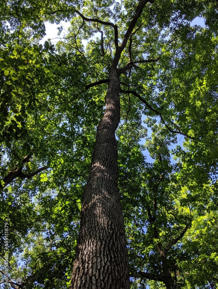 Fototapeta premium Looking up at an old tree.