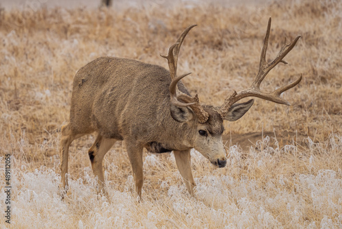 large mule deer buck in the snow in a field