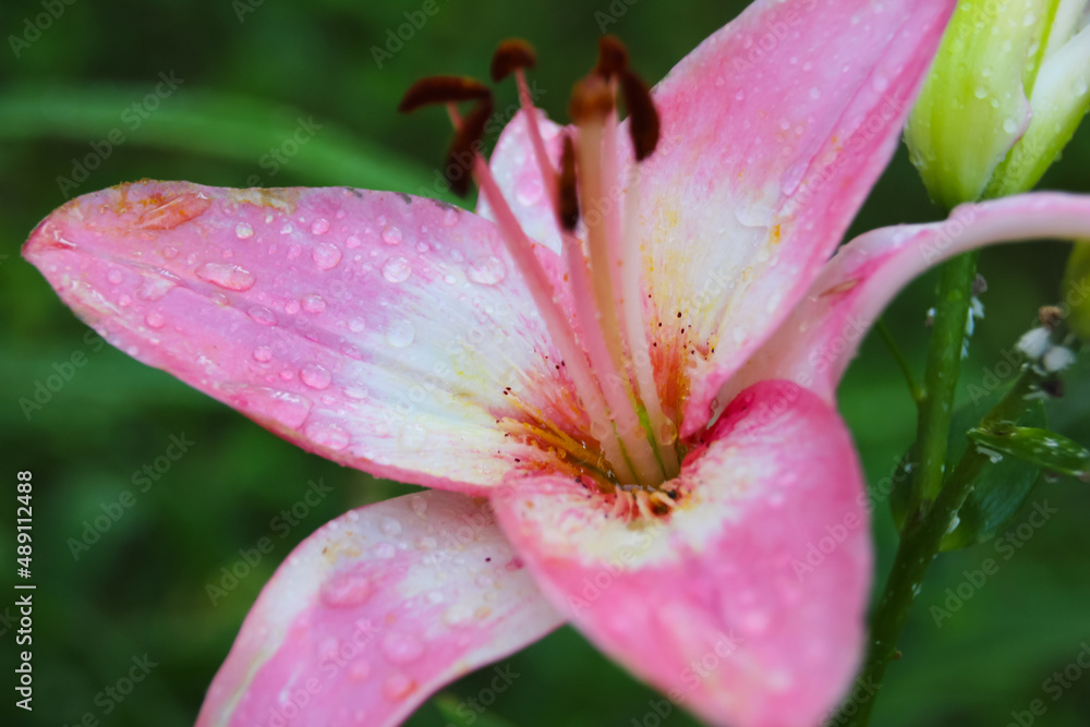 close up of pink lily