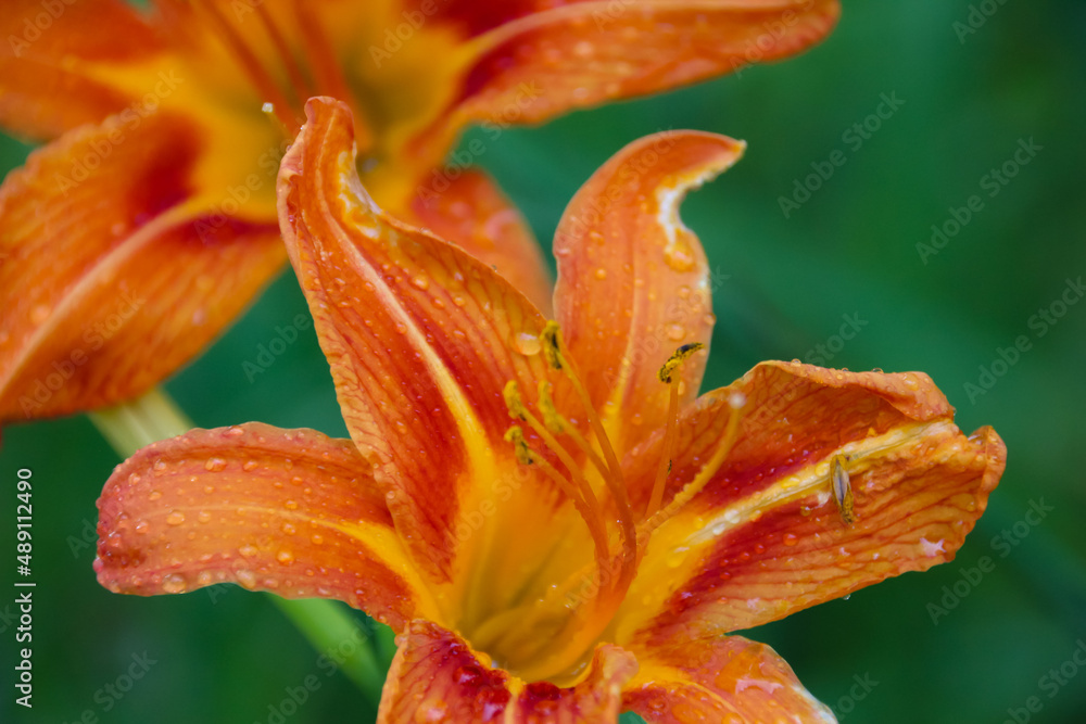 orange tiger lily close up with water drops