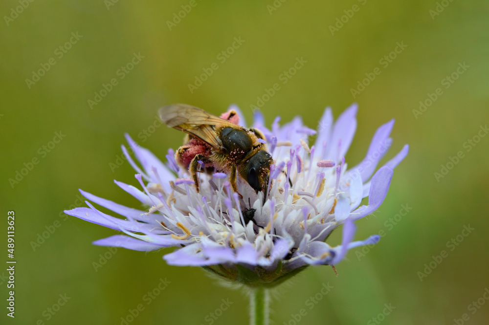 Bee on a flower - Knautia arvensis - Pollen - Field scabious Bee on a flower - Knautia arvensis - Pollen - Field scabious