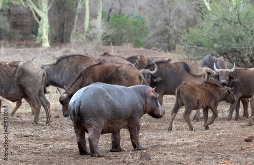 Aggressive Common Hippopotamus  hippopotamus amphibius  staring down a herd of cape buffalo in Africa