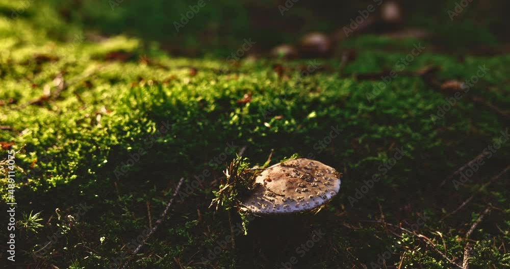 Toadstool On Sunlit Forest Floor