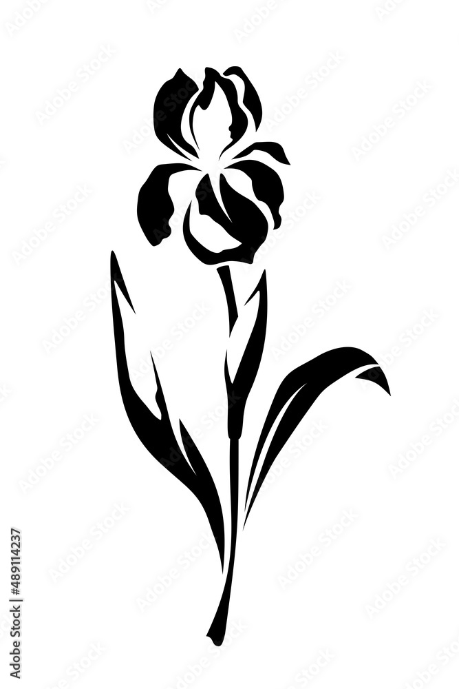 Iris flower. Vector black and white illustration isolated on a white