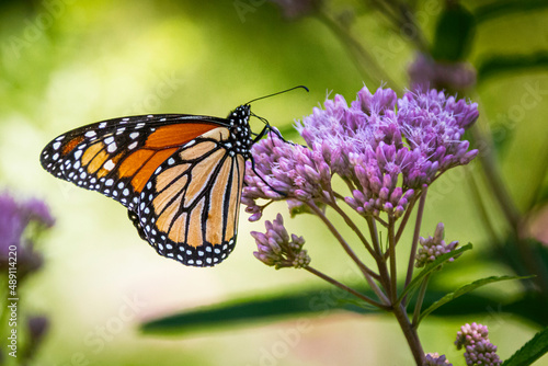 Canvas Print MOnarch butterfly on milkweed plant