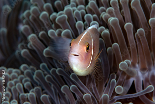 Stampa su tela Clownfish - Pink Anemonefish -Amphiprion perideraion, living in an anemone