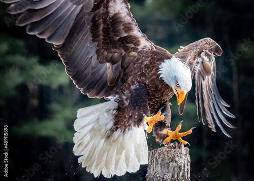 Billede på lærred Powerful Bald Eagle landing on a post