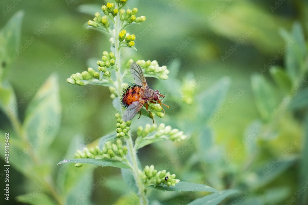 Macro close up of orange red Bee-like Tachinid fly sits on garden flowers, nature background Macro close up of orange red Bee-like Tachinid fly sits on garden flowers, nature background