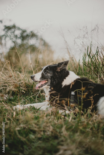 Aramis o border collie photo