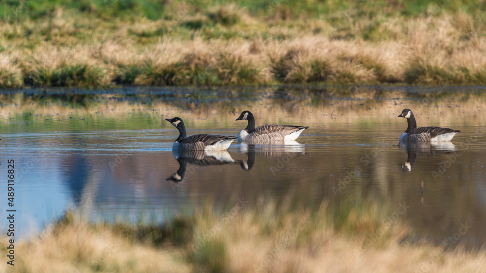 Canada Geese, Canada Goose, Branta Canadensis in habitat Canada Geese, Canada Goose, Branta Canadensis in habitat