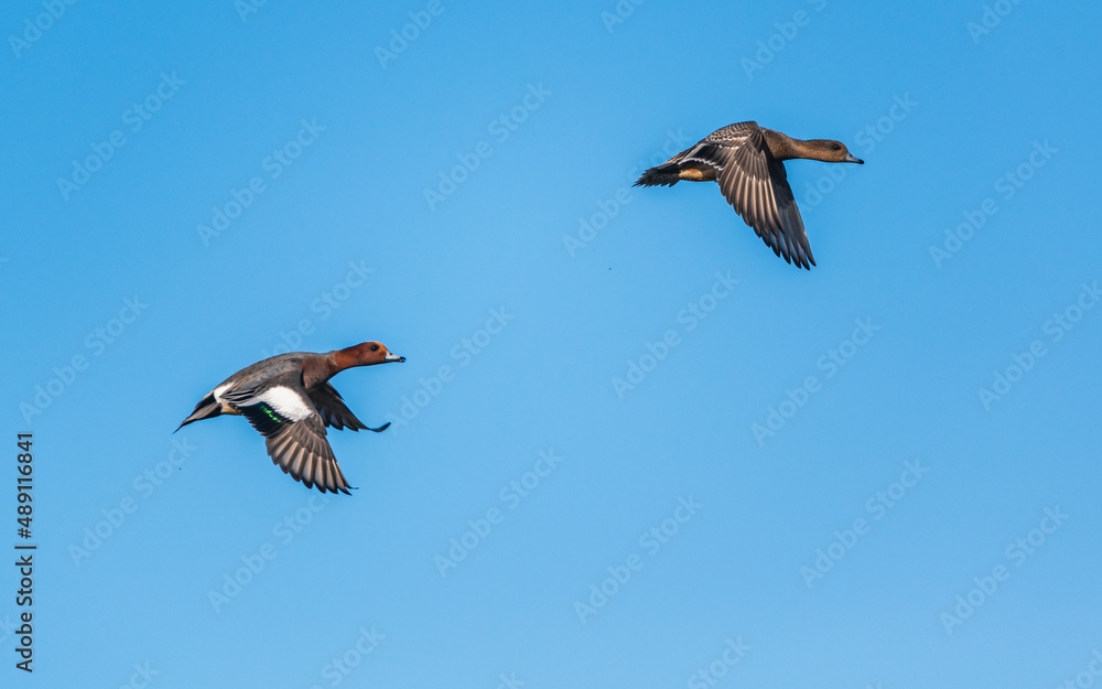 Fototapeta premium Eurasian Wigeon, Mareca penelope - birds in flight