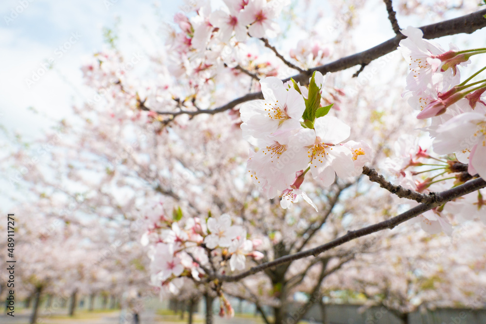 桜の花 桜の花